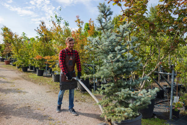 How Our Tree Care Process Works  in  East Moriches, NY