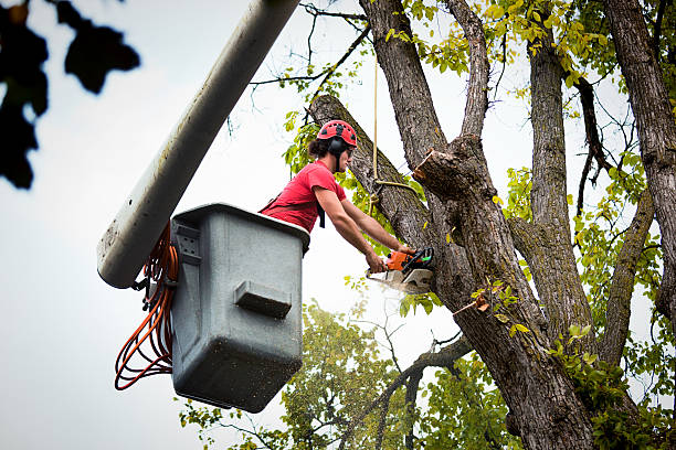 Reliable East Moriches, NY  Tree Services Solutions